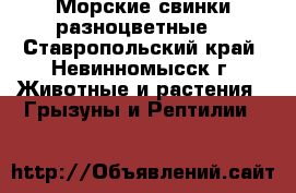 Морские свинки разноцветные  - Ставропольский край, Невинномысск г. Животные и растения » Грызуны и Рептилии   